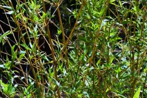 carrick hill 2014 (8)